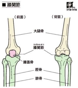 バレエの解剖学、股関節、ひざ、甲、足首、身体の話をバレエボディトレーナーバレエ整体が解説