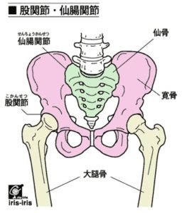 バレエボディトレーナー・ＩＭＵＲＡ・バレエの正しい身体の使い方・バレエ整体・股関節の骨格を紹介